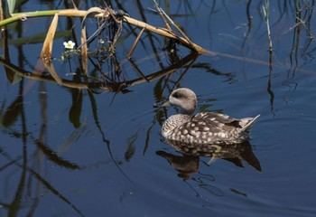 La Junta de Andalucía crea una Mesa Técnica para frenar la caza furtiva de aves en el Bajo Guadalquivir