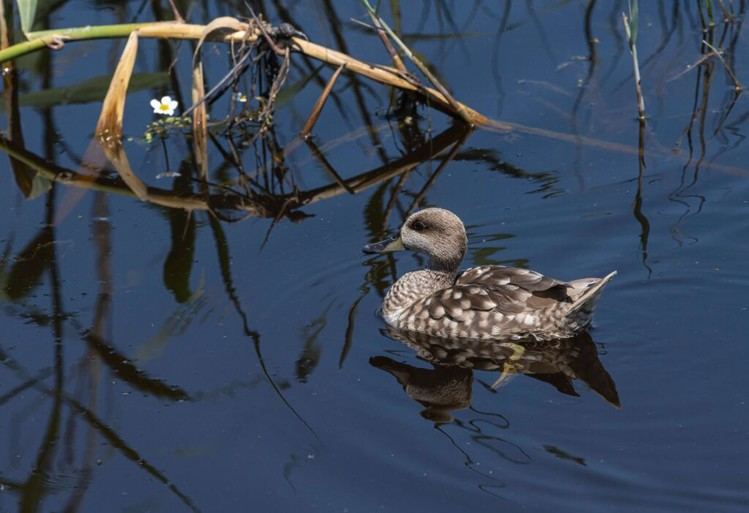 La Junta de Andalucía crea una Mesa Técnica para frenar la caza furtiva de aves en el Bajo Guadalquivir